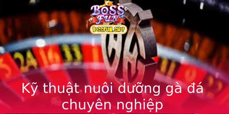 Kỹ thuật nuôi dưỡng gà đá chuyên nghiệp Kỹ thuật nuôi dưỡng gà đá chuyên nghiệp